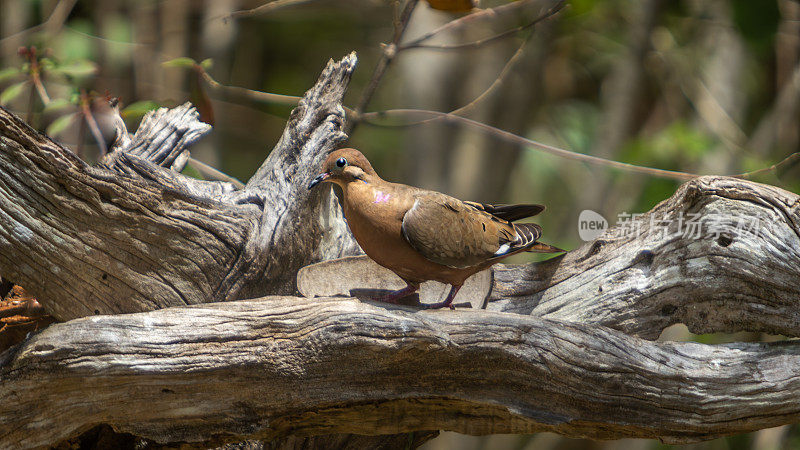 Zenaida Dove， (Zenaida aurita)， Paloma Guanaro, Tourterelle, queue carr<e:1>。